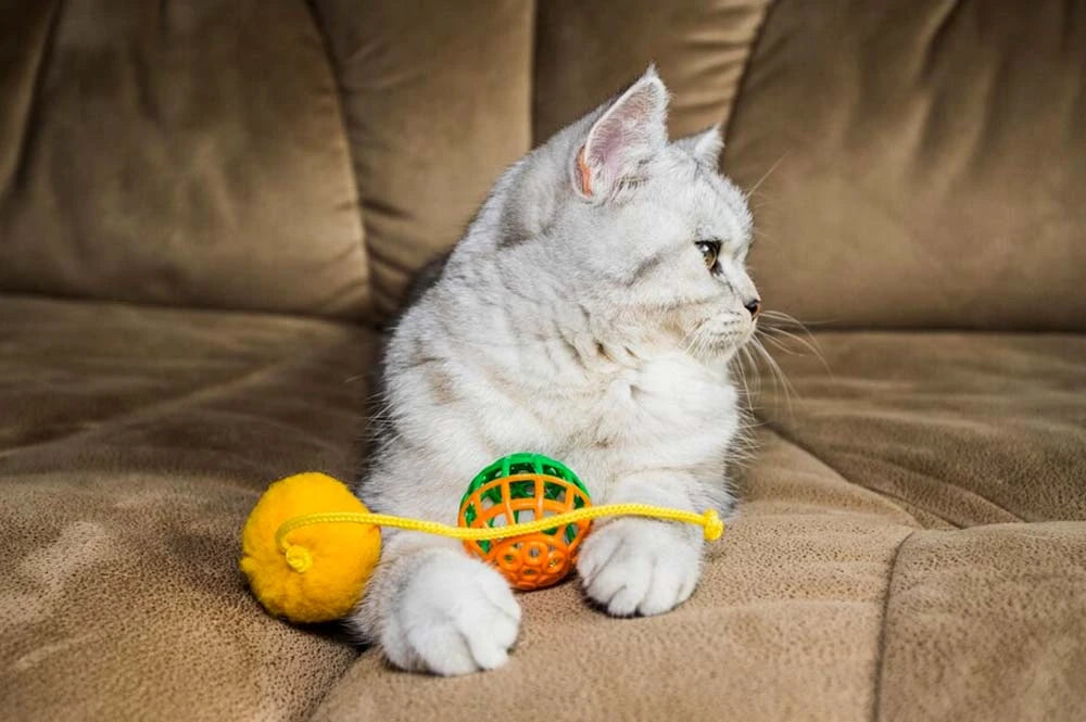 Cat toys for home alone online