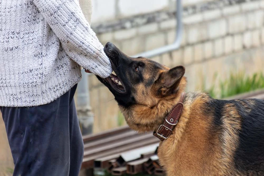 How To Stop Your Dog From Biting The Ultimate Guide Maryam s Pet