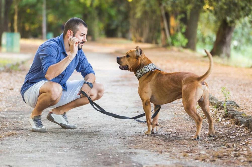 Easiest Way To Train A Dog