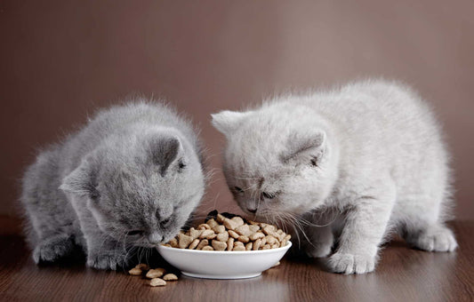 How much should you feed your cat?