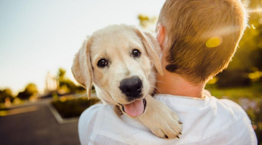 How to Help Your Anxious Pet? Calming Techniques For Pets.