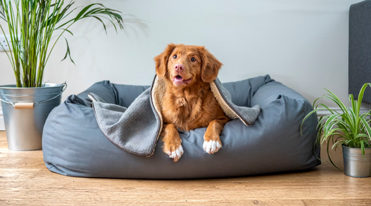 How to Choose the Perfect Bed for Your Pet.