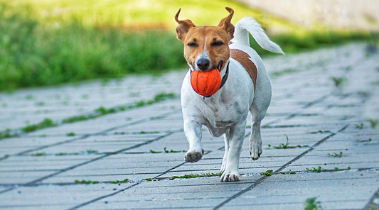 How to keep your pets active and healthy