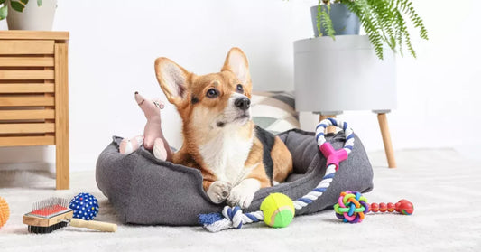 Top Must-Have for Every Pet Owner: Keeping Your Furry Friends Happy and Healthy