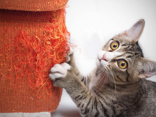 Why Does My Cat Scratch Furniture? A Guide to Redirecting Destructive Behavior.