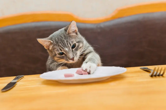 Raw food diet for cats