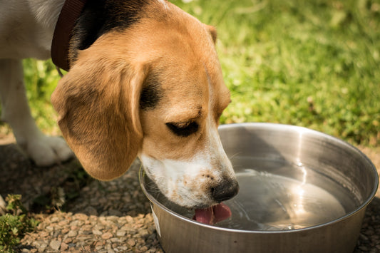 Beat the Heat: How to Keep Your Furry Friend Cool and Hydrated in Oman's Summer.