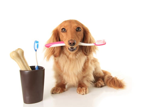 How to Identify Dental Problems in Dogs? A Guide to Oral Health