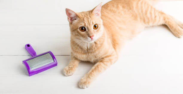 Hairball in Cats