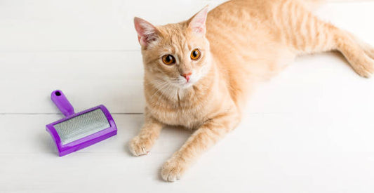 Hairball in Cats
