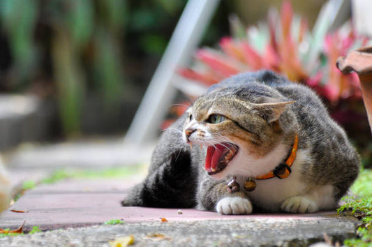 Stress in Dogs & Cats