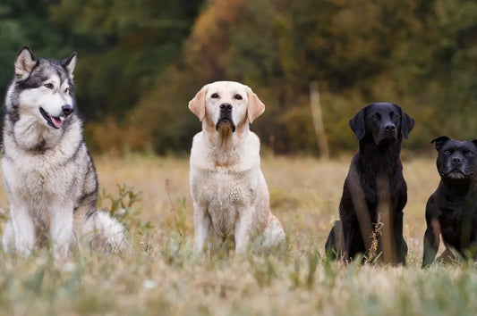 Types of dogs