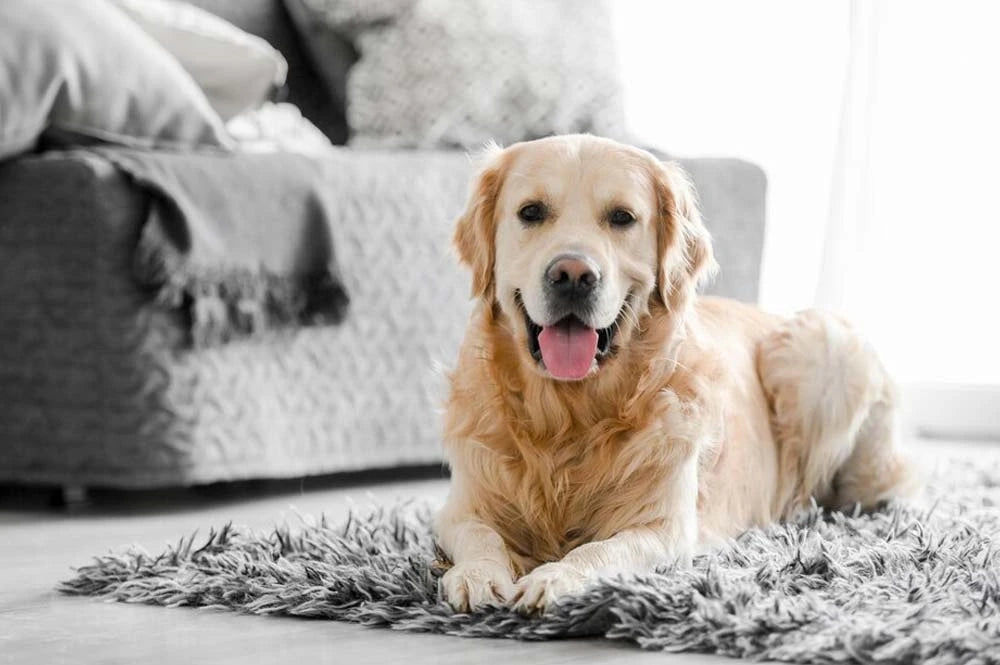 How to Stop Your Dog From Peeing On The Carpet