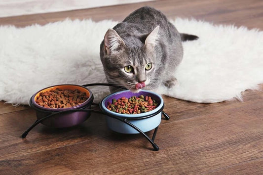 foods poisonous to cats 