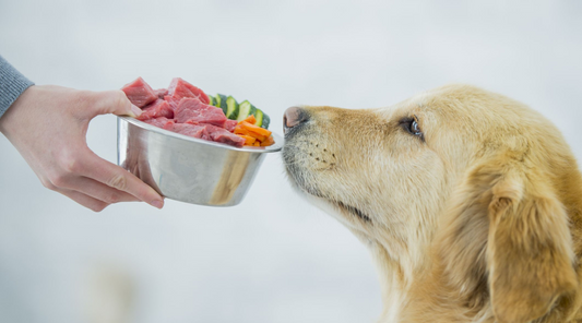 Are Raw diets safe for Pets?? Understanding the Risks of a Raw Diet.