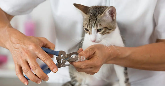 Trim with Love: A Fun Guide to Cat Nail Care at Home