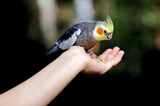 Birds to have as pets