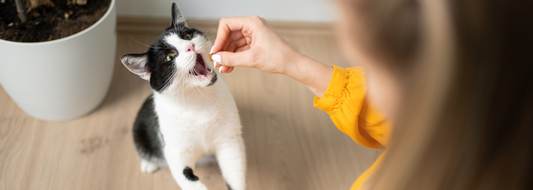 Treat Time Made Easy: How to Choose Healthy Cat Treats?