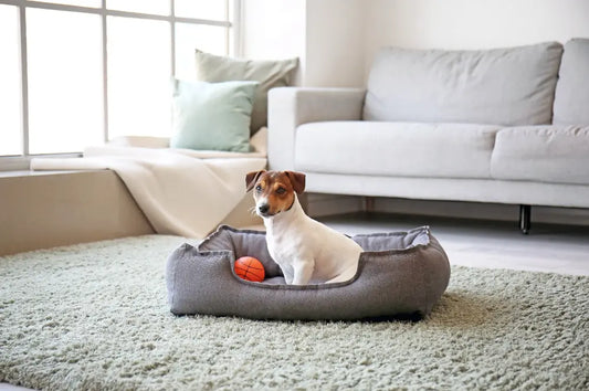 How to wash a dog bed