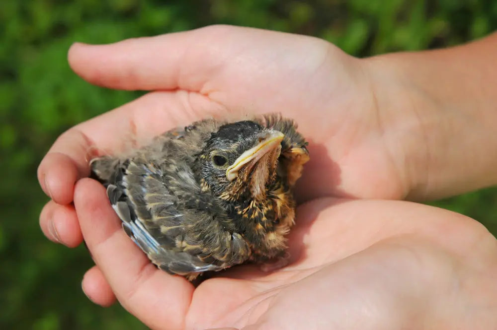 How to take care of a bird