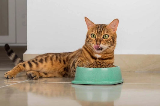 Cat food bowls