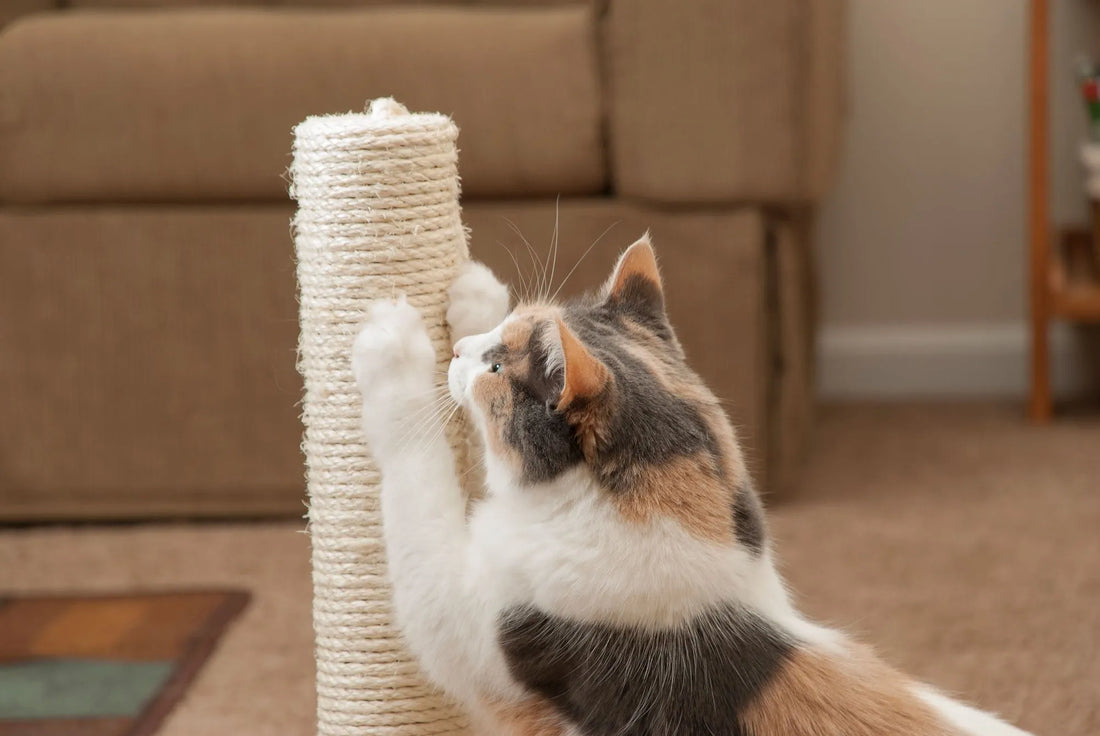 Why Scratching Posts Are Essential for Happy Cats?