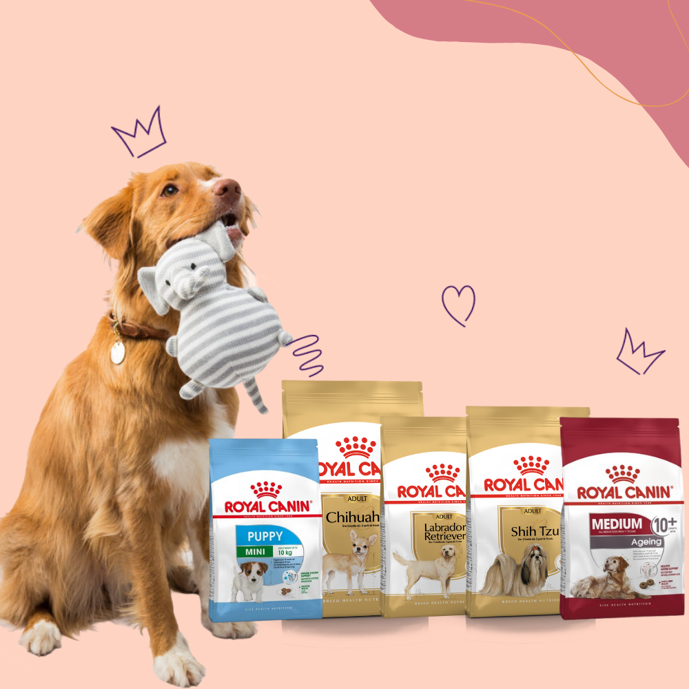 Pet online food online
