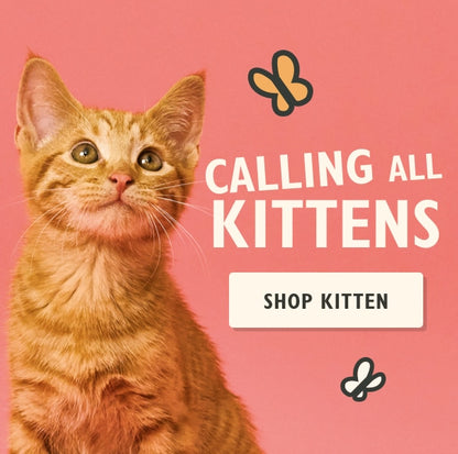 Lily's Kitchen Tasty Cuts in Gravy for Kittens Multipack 8X85G