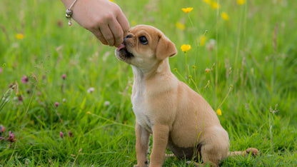 Lily's Kitchen Chicken and Salmon Nibbles Puppy Treats 70G