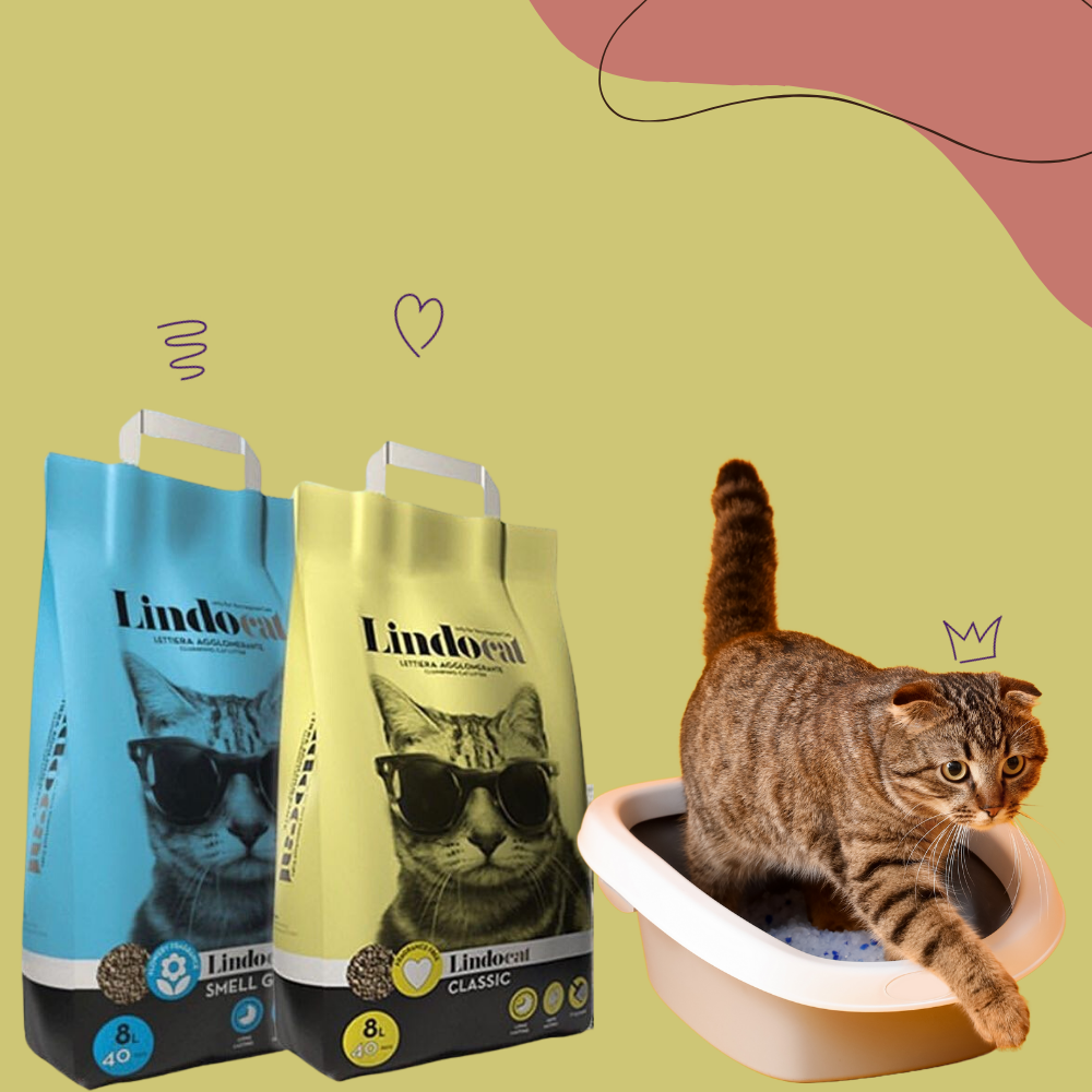 Buy cat 2025 supplies online