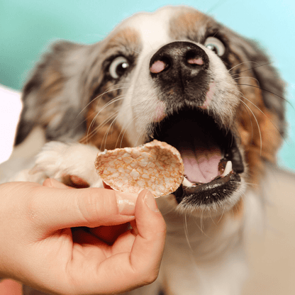 Smoofl Crunchy Mushroom & Rosemary Pops Dog Treats - 24G