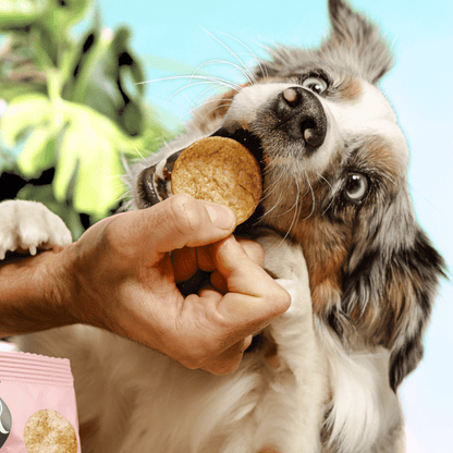 Smoofl Crunchy Cricket & Honey Pops Dog Treats - 24G