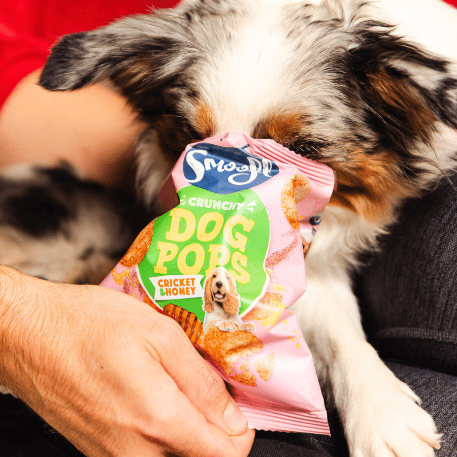 Smoofl Crunchy Cricket & Honey Pops Dog Treats - 24G
