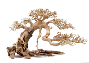 Bonsai Wood