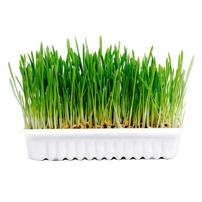 Duvo+ Cat Grass Kit - 70g