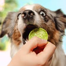 Smoofl Crunchy Salmon & Algae Pops Dog Treats - 24G