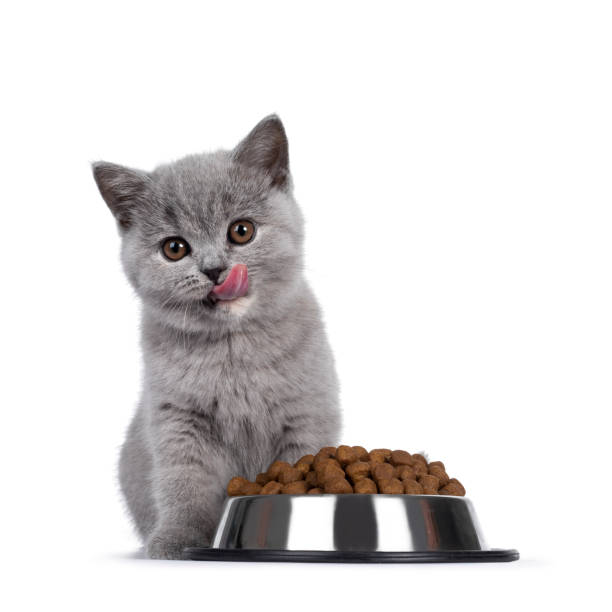 Lily's Kitchen Chicken & White Fish Kitten Dry Food 800gms