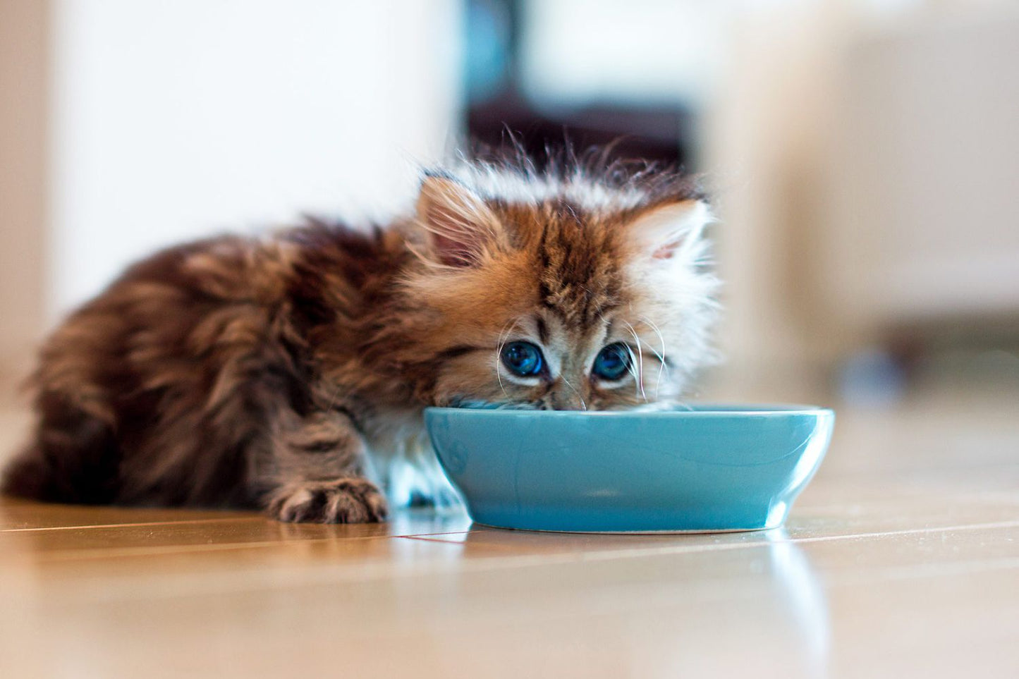 Lily's Kitchen Tasty Cuts in Gravy for Kittens Multipack 8X85G