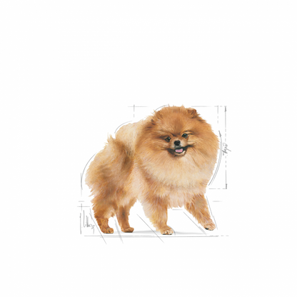 Breed Health Nutrition (Pomeranian Adult) - 1.5kg