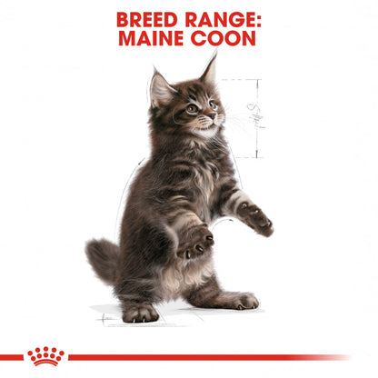 Royal Canin Feline Breed Nutrition (Maine Coon Kitten) - 2kg